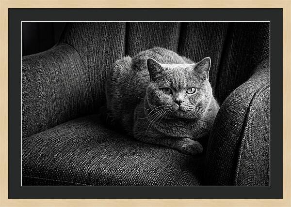 British Shorthair Cat Portrait