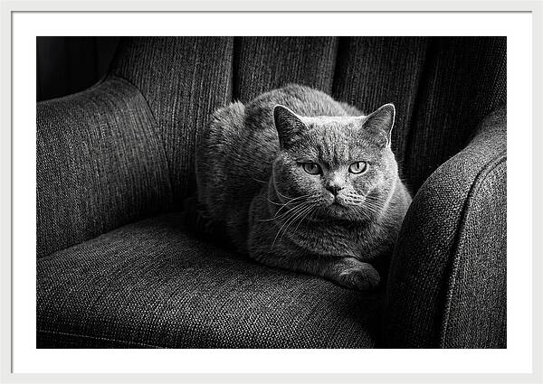 British Shorthair Cat Portrait