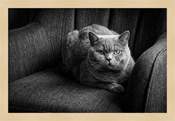 British Shorthair Cat Portrait