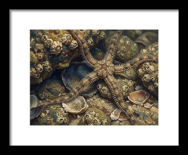 Brittle Star Among Shells