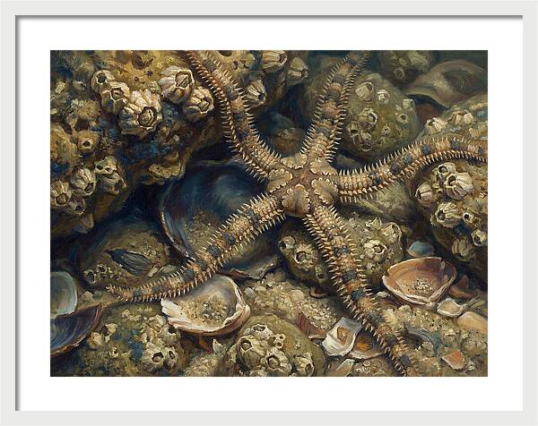 Brittle Star Among Shells