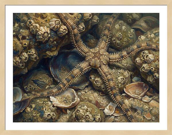Brittle Star Among Shells