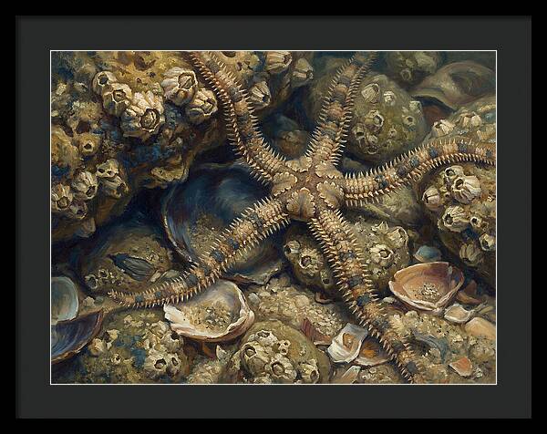 Brittle Star Among Shells