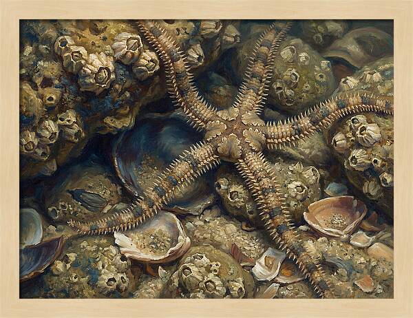 Brittle Star Among Shells