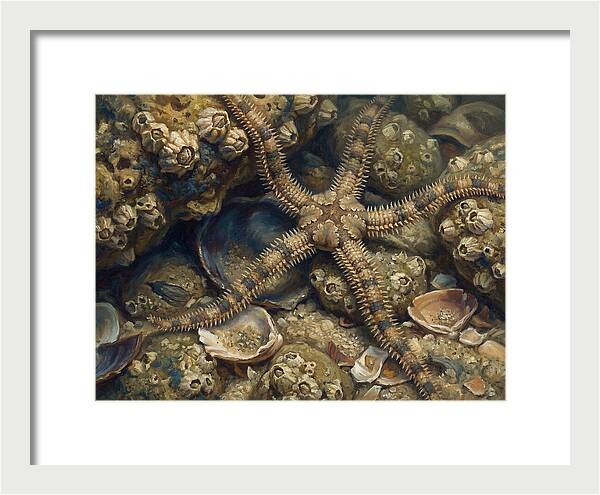 Brittle Star Among Shells