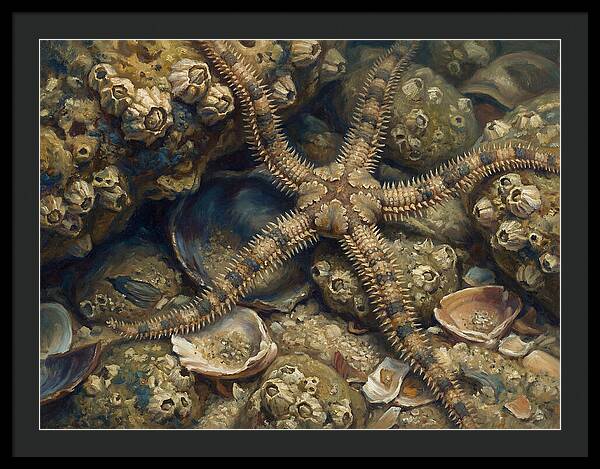 Brittle Star Among Shells