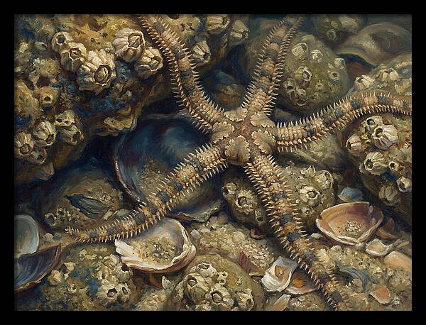 Brittle Star Among Shells
