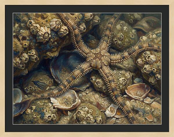 Brittle Star Among Shells