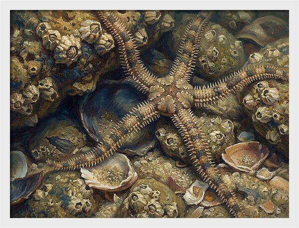 Brittle Star Among Shells