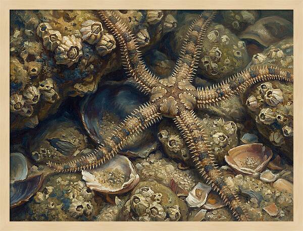 Brittle Star Among Shells