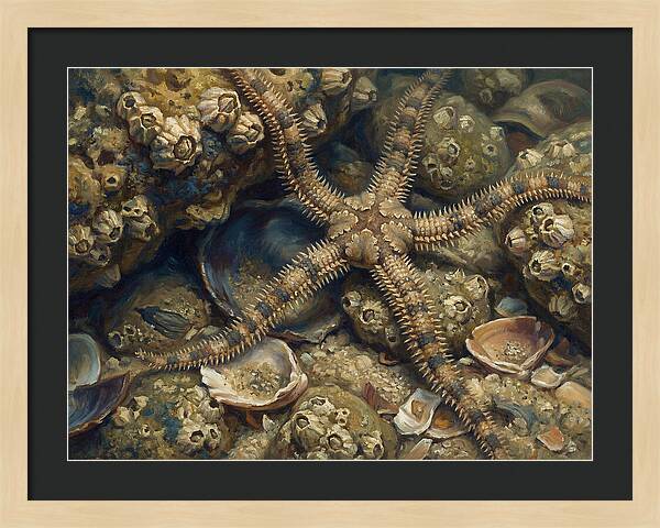 Brittle Star Among Shells
