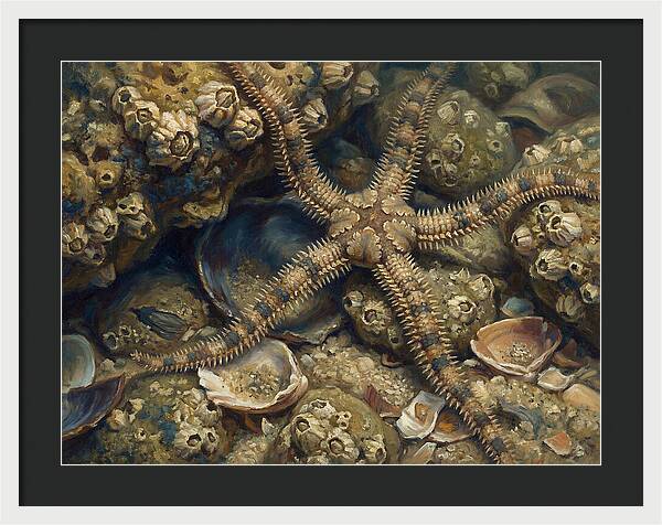 Brittle Star Among Shells