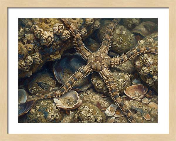 Brittle Star Among Shells