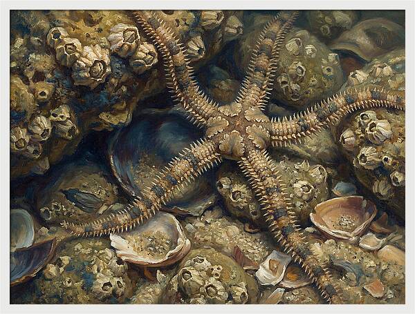 Brittle Star Among Shells