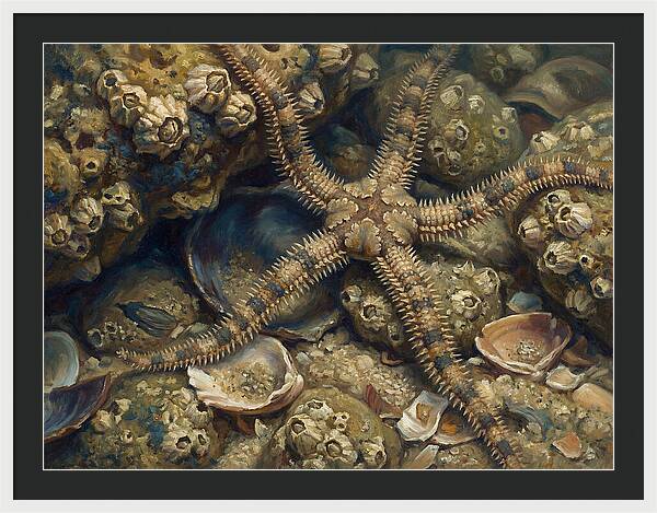 Brittle Star Among Shells