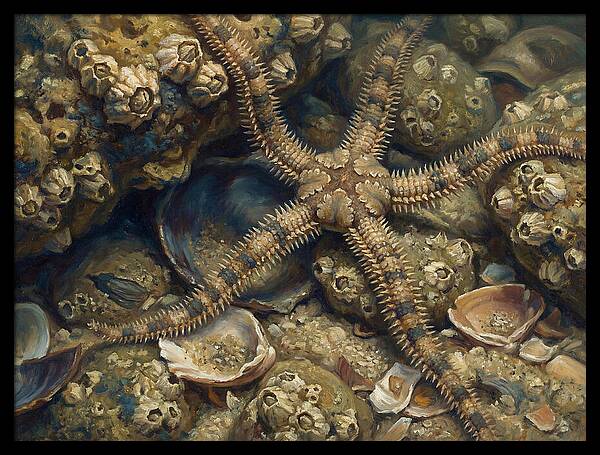 Brittle Star Among Shells