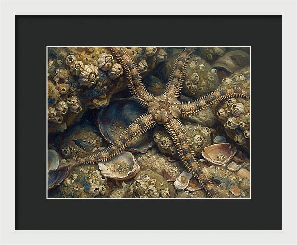 Brittle Star Among Shells