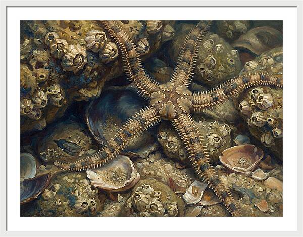 Brittle Star Among Shells