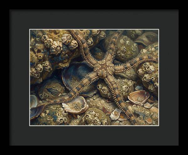 Brittle Star Among Shells