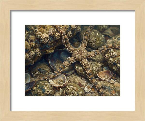 Brittle Star Among Shells