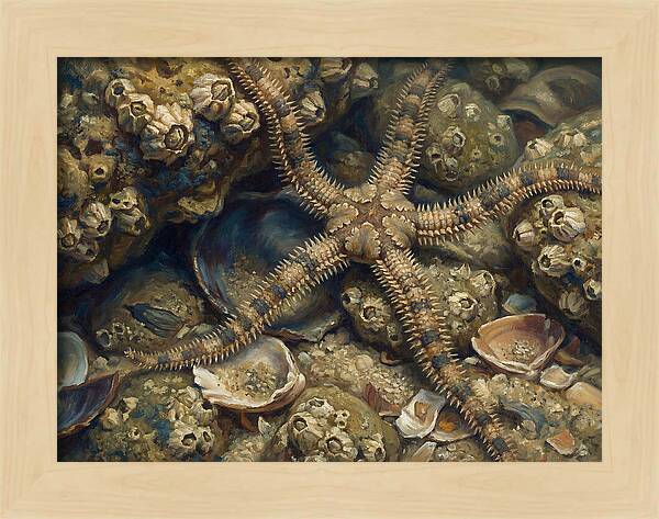 Brittle Star Among Shells