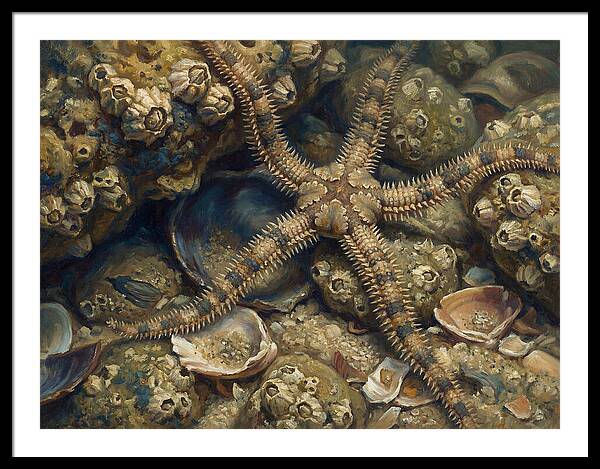 Brittle Star Among Shells