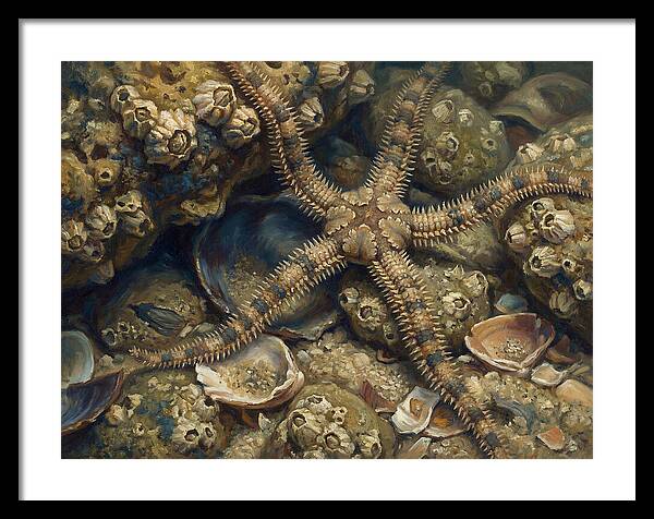 Brittle Star Among Shells