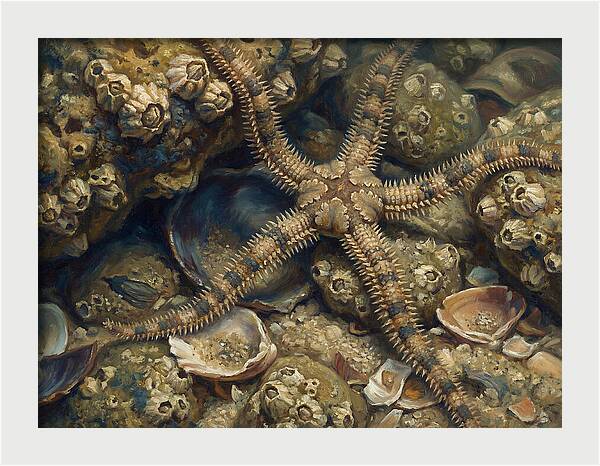 Brittle Star Among Shells