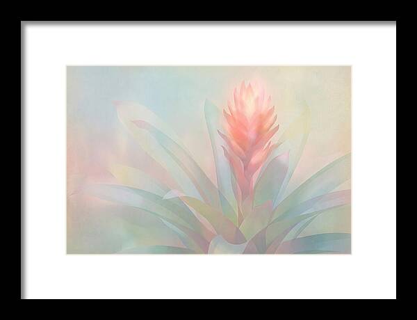 Bromeliad Blossom In Soft Hues