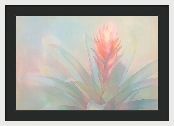 Bromeliad Blossom In Soft Hues
