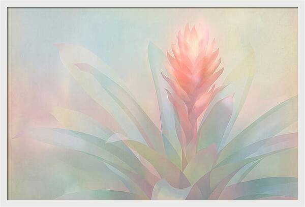 Bromeliad Blossom In Soft Hues