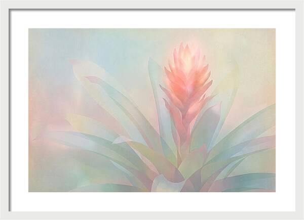 Bromeliad Blossom In Soft Hues