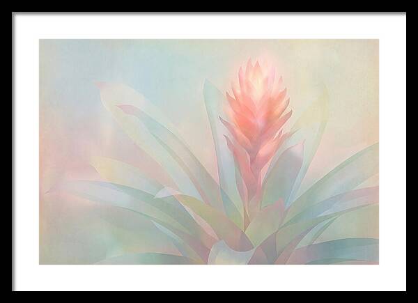 Bromeliad Blossom In Soft Hues
