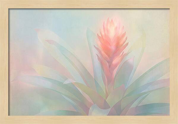 Bromeliad Blossom In Soft Hues