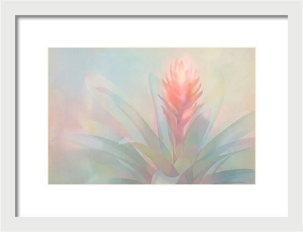 Bromeliad Blossom In Soft Hues