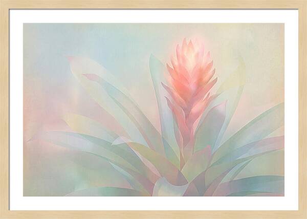 Bromeliad Blossom In Soft Hues