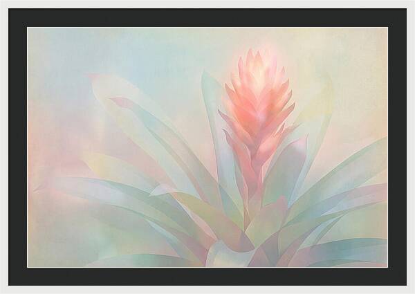 Bromeliad Blossom In Soft Hues