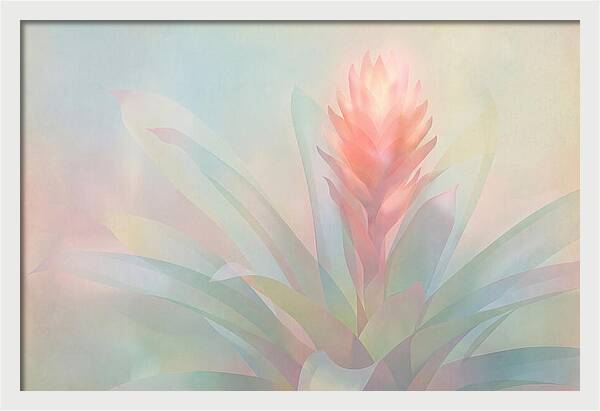 Bromeliad Blossom In Soft Hues