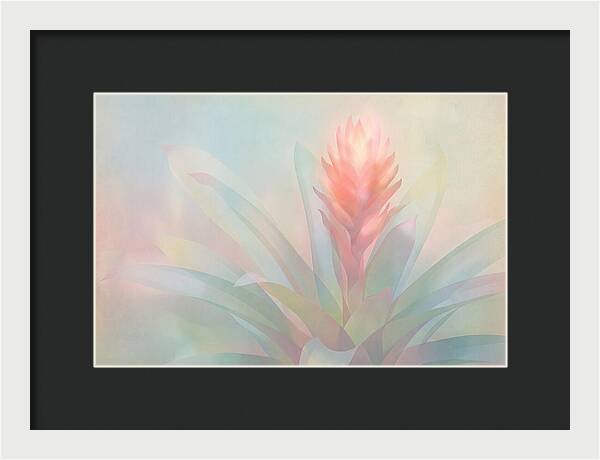 Bromeliad Blossom In Soft Hues