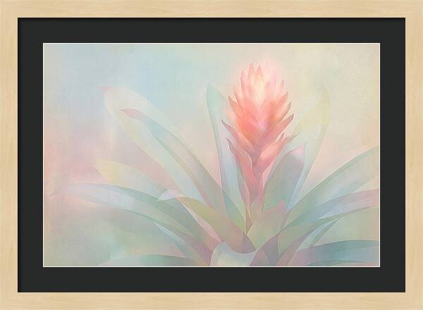 Bromeliad Blossom In Soft Hues