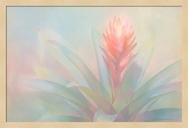 Bromeliad Blossom In Soft Hues