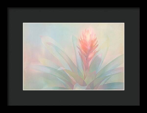 Bromeliad Blossom In Soft Hues