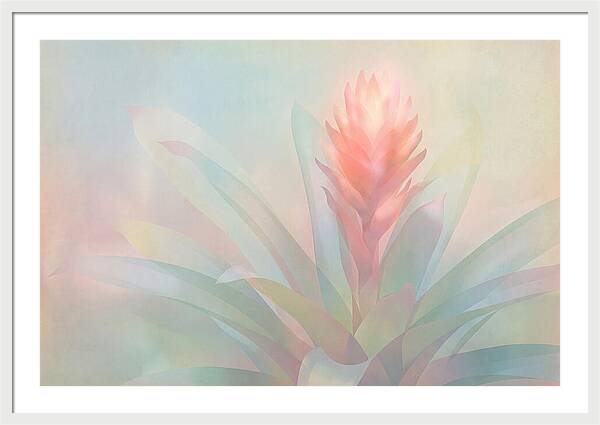 Bromeliad Blossom In Soft Hues