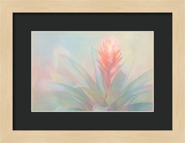 Bromeliad Blossom In Soft Hues