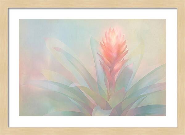 Bromeliad Blossom In Soft Hues