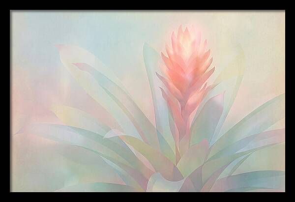 Bromeliad Blossom In Soft Hues