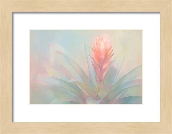 Bromeliad Blossom In Soft Hues