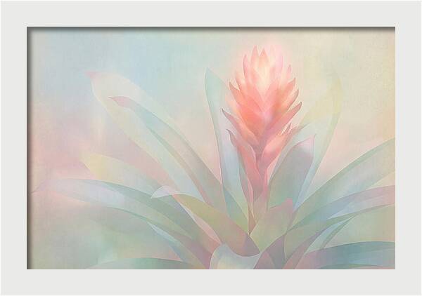 Bromeliad Blossom In Soft Hues