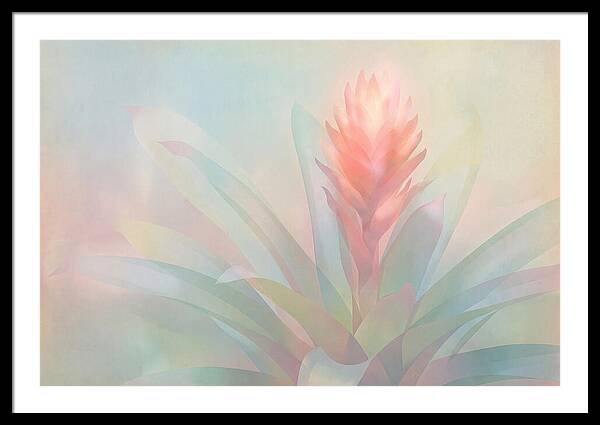 Bromeliad Blossom In Soft Hues