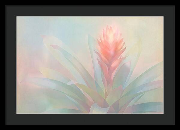 Bromeliad Blossom In Soft Hues